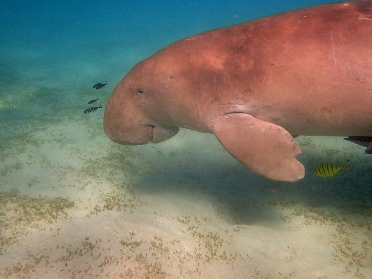 manatee, dugong, snorkeling, diving, red sea, underwater world, egypt
