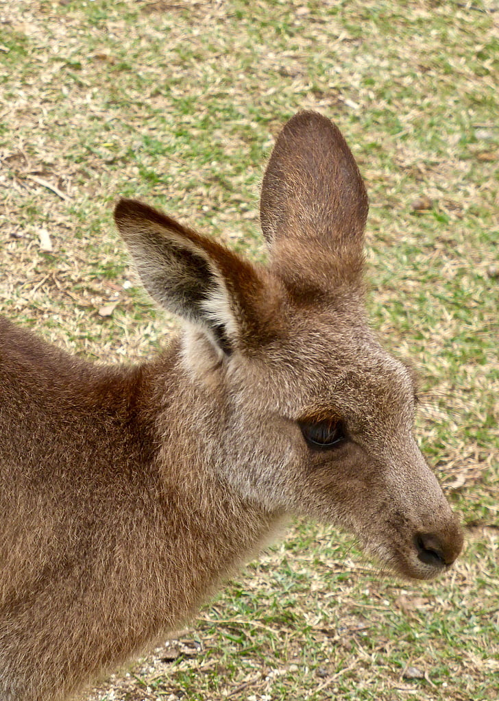 Kangourou, visage, Australie, faune, Native, mammifère, sauvage