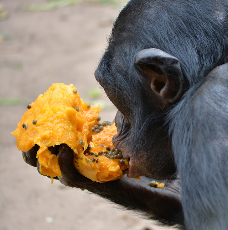 Bonobo, Primate, scimmia, Lola ya bonobo, Congo, Kinshasa, Africa