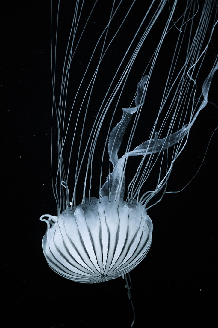 білий, медузи, підводний, Фотографія, під водою, чорний фон, море життя