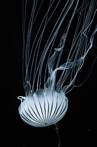 biały, meduzy, podwodne, fotografii, pod wodą, czarne tło, morskie życie