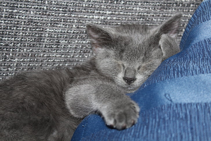 katė, kačiukas, miego, mielas, Jauni, mielas, pilka