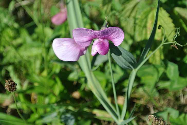 Frauenschuh, Blossom, Bloom, violetti, vaaleanpunainen, kasvi, Flora