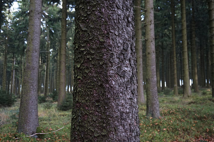 tree, bark, log, wood, spruce, cork, vegetation