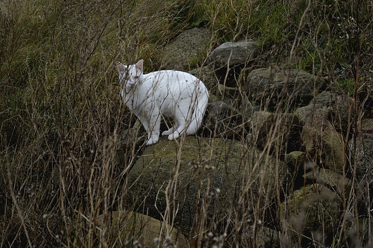 lovac, predatora, bijela mačka, mačka, žute oči, skupo, portret