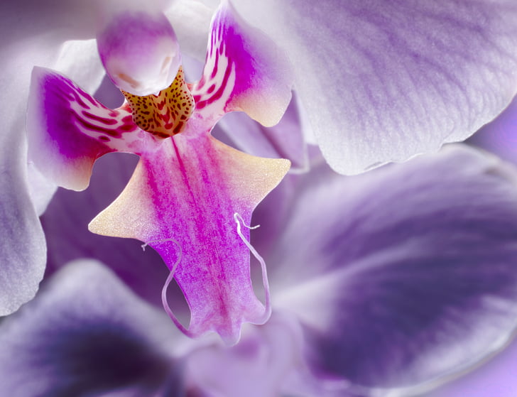 Orchid, blomst, lilla, lukke, makro, natur, plante