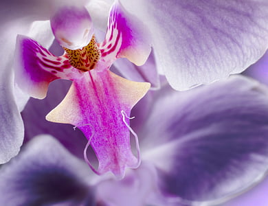 Orquídea, flor, púrpura, cierre para arriba, macro, naturaleza, planta