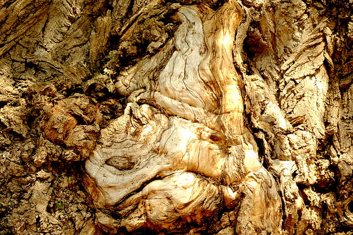 Baum, Rinde, Log, Natur, Struktur, Braun, Muster
