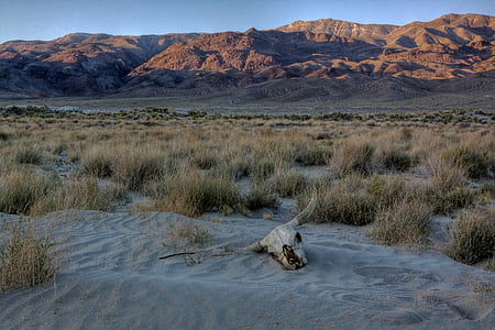 dunes, skull, desert, arid, dead, dry, sand