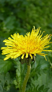 dandelion, green, yellow, blossom, bloom, pointed flower, nature