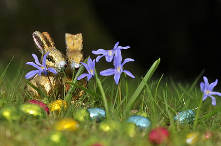 easter, hare, easter eggs, grass, spring, gold, easter bunny