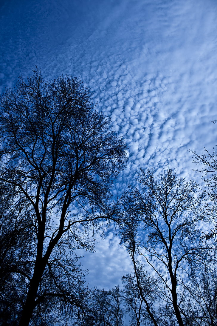 tree, branch, cloud, reverse light, sky, leaves, silhouette