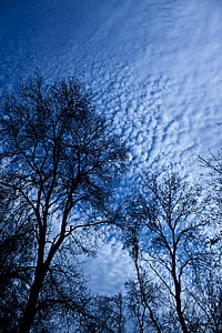 cây, chi nhánh, đám mây, đảo ngược ánh sáng, bầu trời, lá, Silhouette