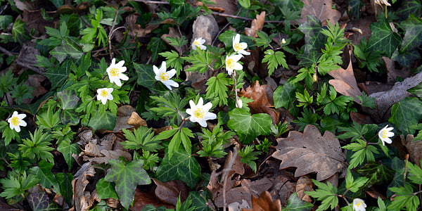 wood anemone, anemone nemorosa, hahnenfußgewächs, flower, blossom, bloom, white