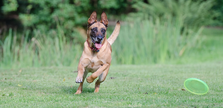 Running dog, frisbee, Mechelaar, Belgische herder, zomer, hond, bewegings-opname