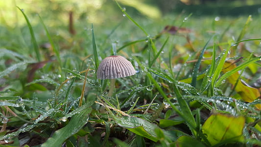 life, mushroom, grass, morning, grow, nature, fungus