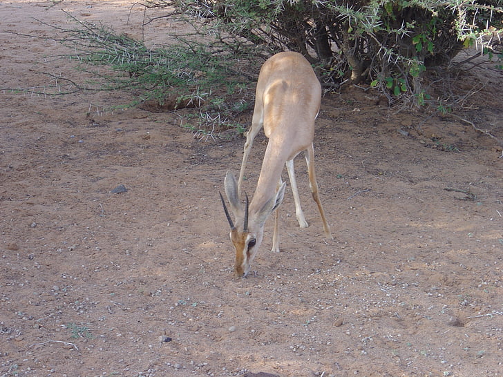 wilde dieren, Gazelle dione, Djibouti, Afrika, dieren in het wild, dier, herten