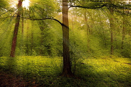 δάσος, ξύλα, ακτίνες, φύση, τοπίο, δασικό τοπίο, φως