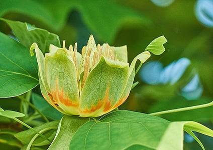 Liriodendron tulipifera, тюльпанное дерево, цветок, Магнолиевые, дерево, Природа, Сад