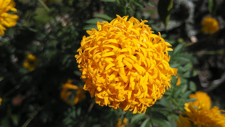 květiny, přírodní, žlutá, Příroda, závod, květ, Marigold