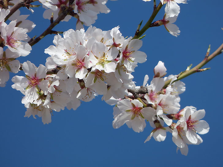mandel blomster, Almond tree, blomstrende gren, himmelen, blomstrende, blomst, sårbarheten