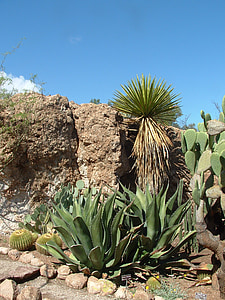 pustinja, Agava, kaktus, priroda, sočan, biljka, Botanički