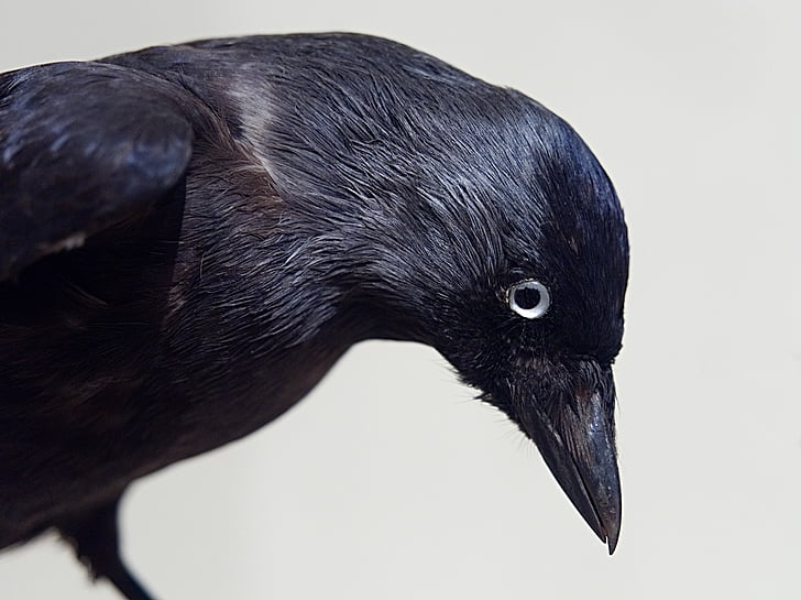 crow, bird, black, stuffed, taxidermy, museum, exhibit