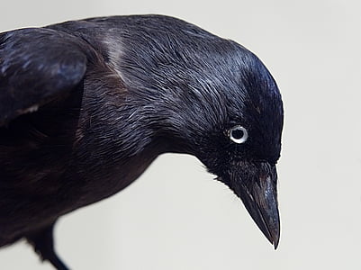 Cuervo, pájaro, negro, relleno, Taxidermia, Museo, exposición