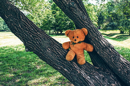 Uni Soviet, mainan, beruang, Teddy, lembut, masa kanak-kanak, pohon