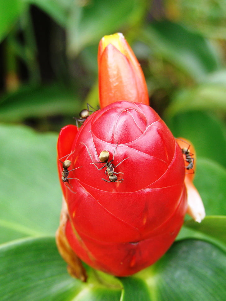 formiga, Tailàndia, flor vermella, d'or, exòtiques, insecte, vermell