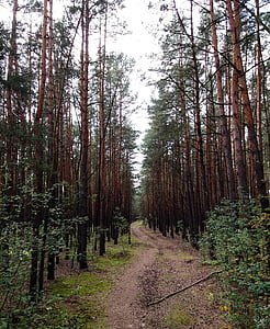 la ruta de acceso, bosque, otoño, pino, forma, simple, un simple