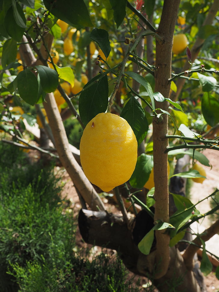 limone, limone, albero di limone, Citrus × limon, agrumi, frutta, frutta tropicale