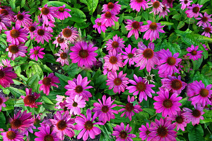 콘 꽃, 보라색 원추 꽃, echinacea purpurea, 공장, 꽃, 의학, 자연
