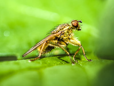 volar, mosca de fems, natura, animal, insecte