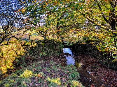 stream, countryside, autumn, woodland, leaves, wilderness, nature