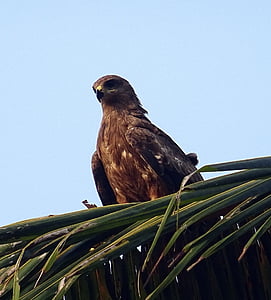 bird, kite, black kite, milvus migrans, raptor, hunter, scavenger