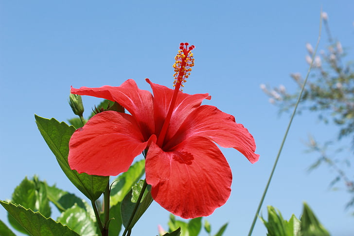Hibiscus, flores, rojo, hermosa, naturaleza, flor, planta