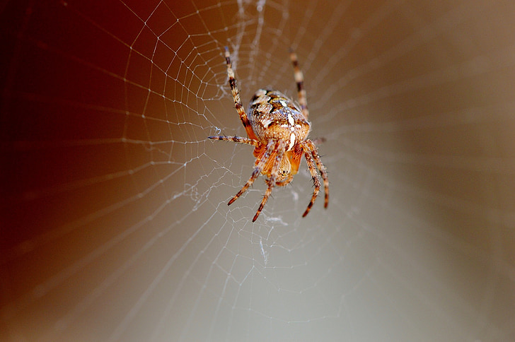spider, insect, close, cobweb, animal, nature, network