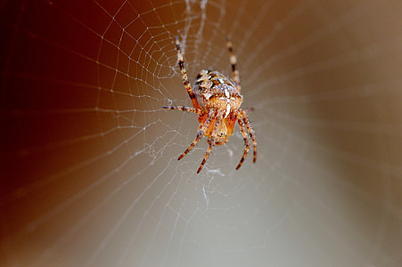pajek, insektov, blizu, pajčevino, živali, narave, omrežje