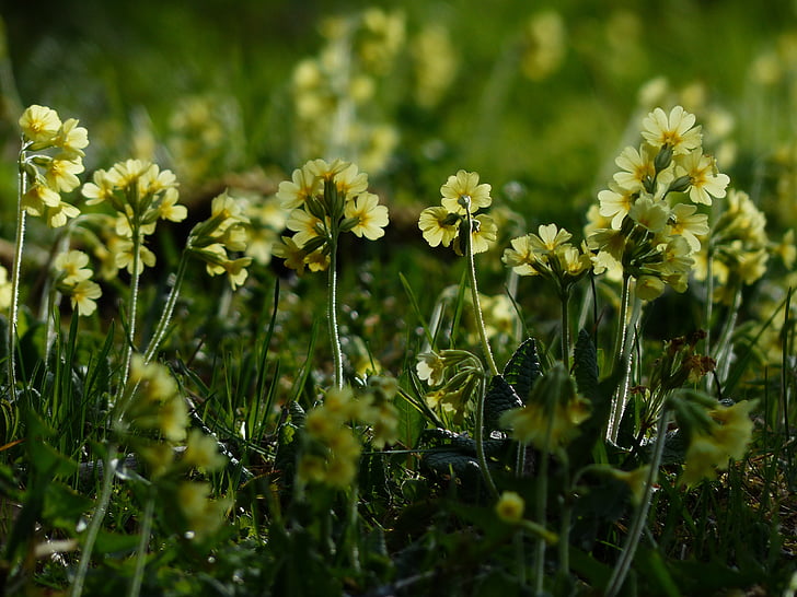 Raktažolės, gėlės, ryškiai geltona, geltona, didelis Nakvišų, Primula elatior, Primroses