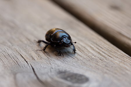 beetle, insect, black, crawl, wood