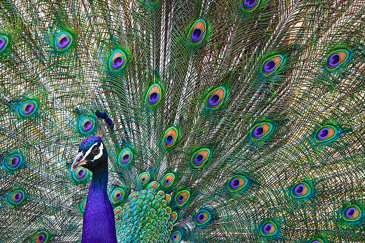 animals, peacock, pride, feathers, bird, colorful, zoo