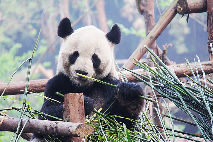 blanco y negro, adorable, animal nacional, Panda, base de investigación, animal, oso de