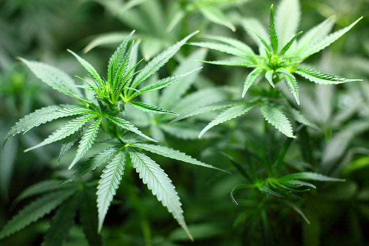 Piantina, cannabis, marijuana, marijuana - cannabis a base di erbe, narcotico, pianta di cannabis, cannabis - narcotico