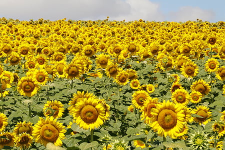 sunflowers, flowers, field, yellow, summer