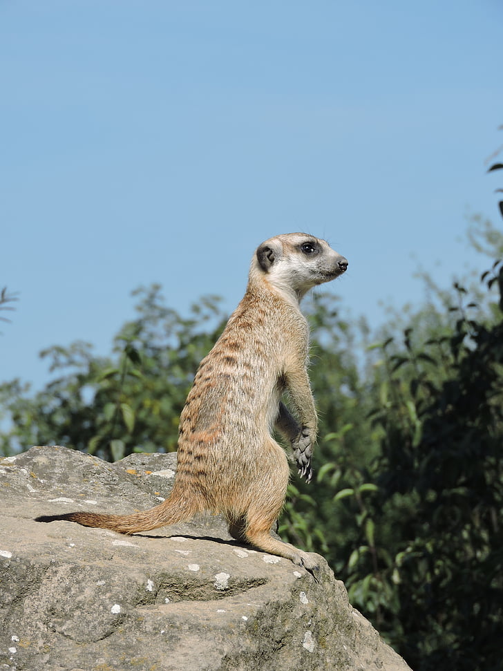 Meerkat, зоопарк, подання, тварини, Африка, дикої природи, Ссавці
