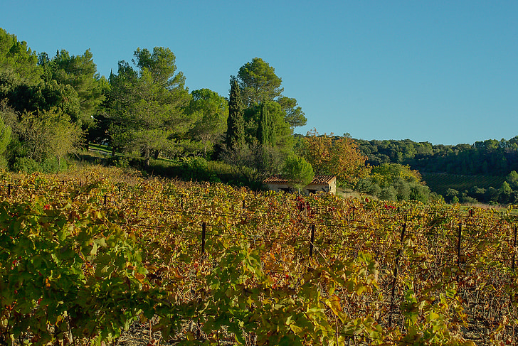 Vineyard, viiniköynnösten, syksyllä, mökki, Luonto, puu, maatalous