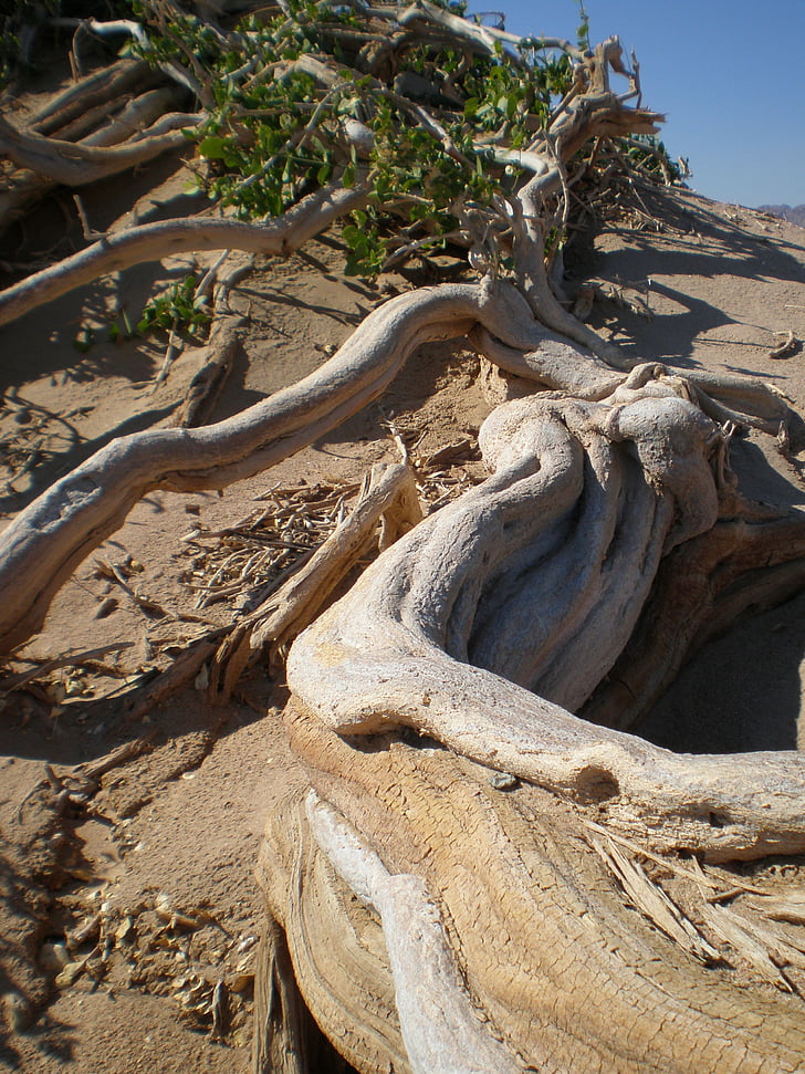 arbre Arak, desert de, àrid, sec, arrel