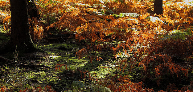 forest, forest floor, fern, moss, nature, landscape, autumn