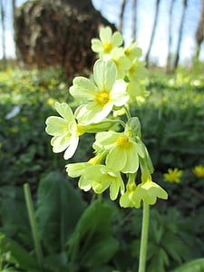 cowslip, yellow, spring, primrose, park, rarely, forest